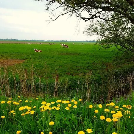 Schaefer * Friedrichstadt