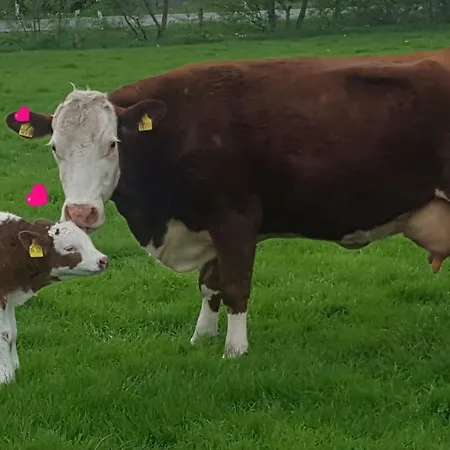 Schäfer * Friedrichstadt