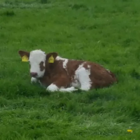 Schaefer * Friedrichstadt